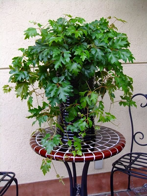 観葉植物 エレンダニカ 陶器鉢